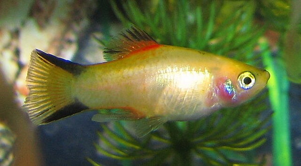 Gold Twinbar Platy
