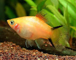 Gold Twinbar Platy