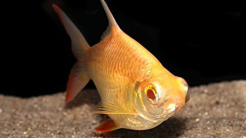 Golden Tinfoil Barb