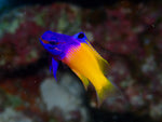 Belted Sandfish - Medium product photo 1