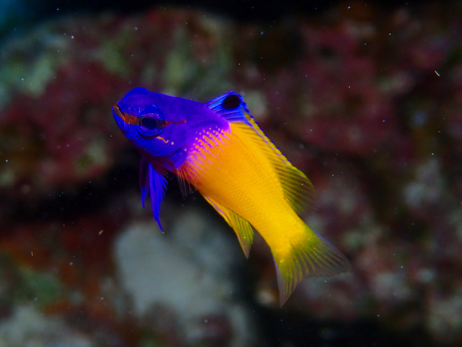 Arabian Neon Pseudochromis Tank Raised - Medium