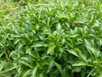 Green Hedge Plant Bunched