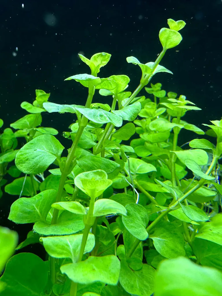 Green Lloydiella Plant Bunched