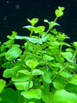 Green Lloydiella Plant Bunched