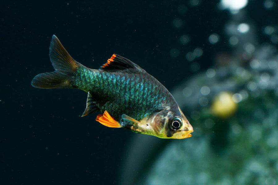 Green Tiger Barb