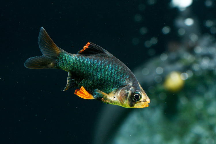 Green Tiger Barb