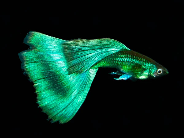 Green Moscow Guppy Male