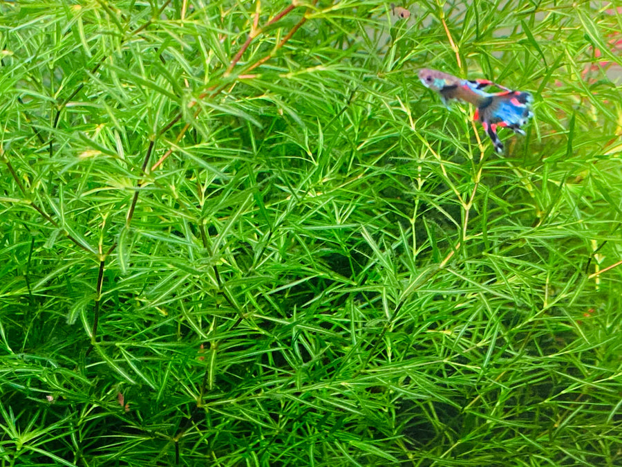 Guppy Grass Plant Portion