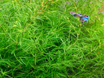 Guppy Grass Plant Portion