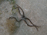 Green Brittle Starfish - Medium product photo 1