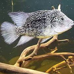 Haitiensis Cichlid