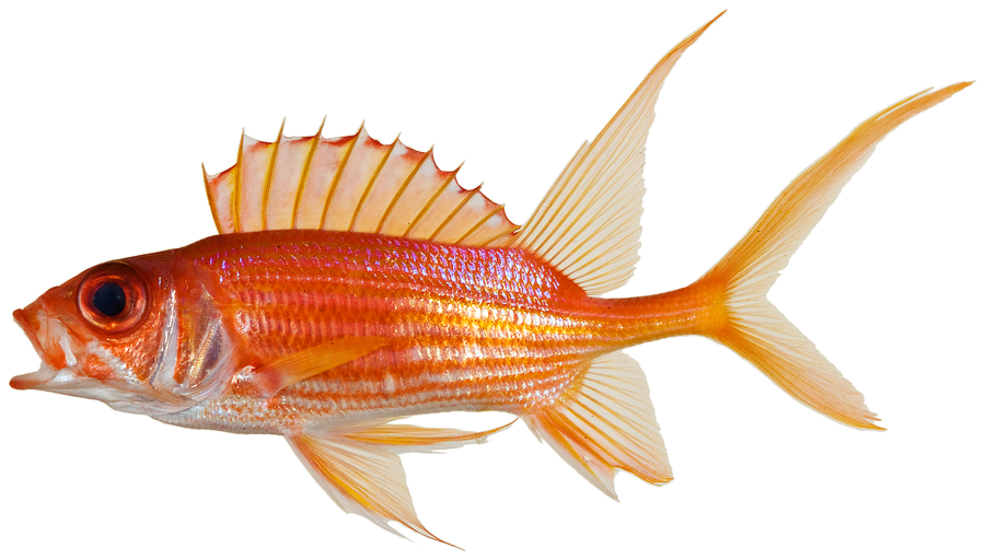 Black Bar Soldier - Medium