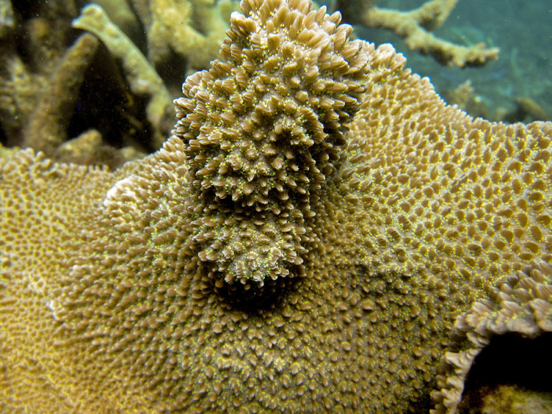 Blueberry Blast Hydnophora Coral - Frag product photo 1