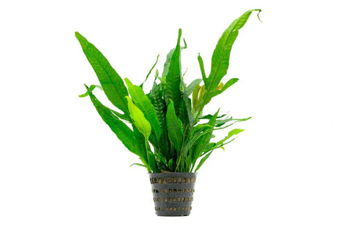 HydrOasis® Java Fern Submerged Potted