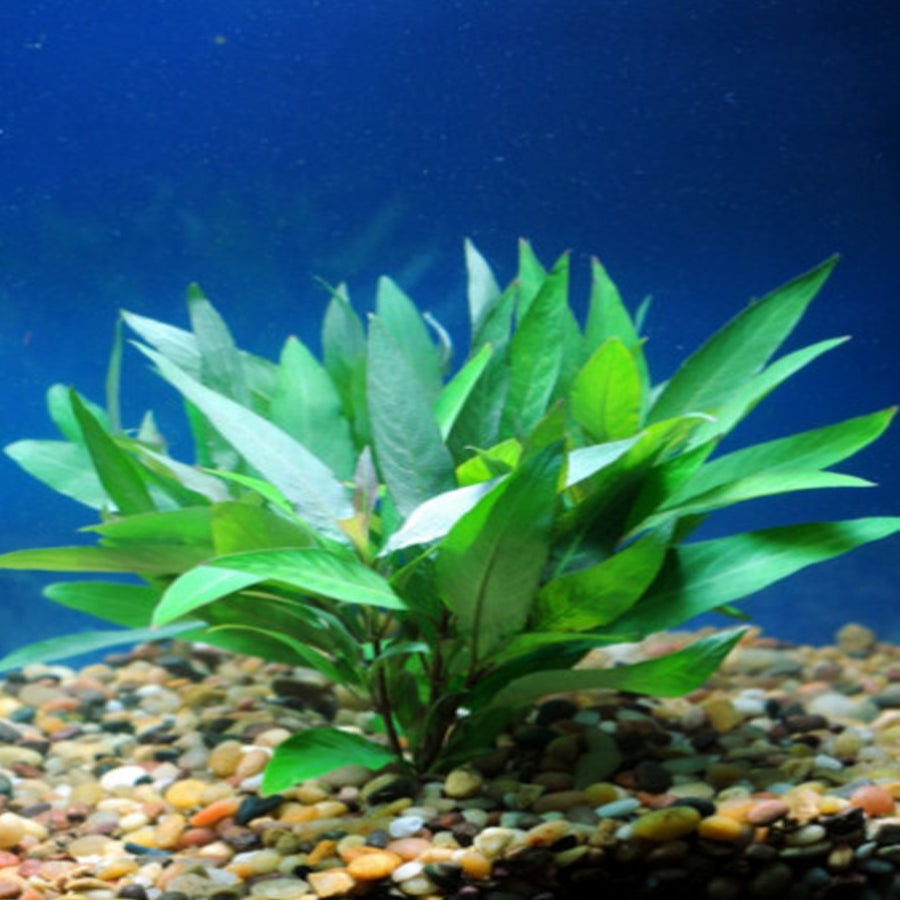 Hygrophilia Blue Plant Bunched