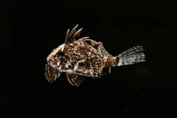 Indian Butterfly Goby
