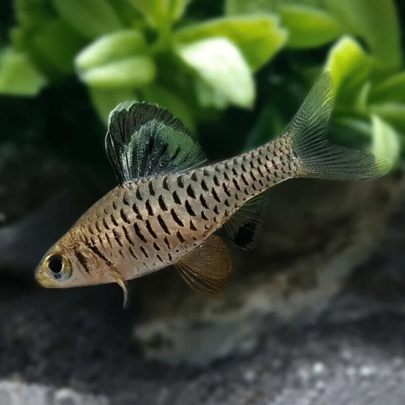Indian Hifin Barb