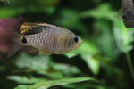 Indian Hifin Barb