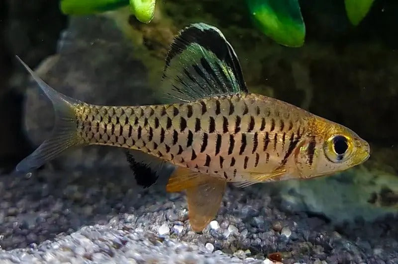 Indian Hifin Barb