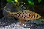 Indian Hifin Barb
