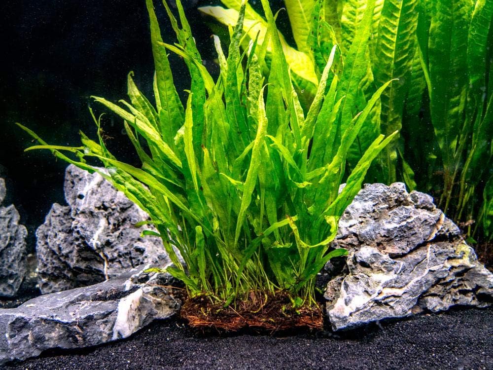 Java Fern Plant