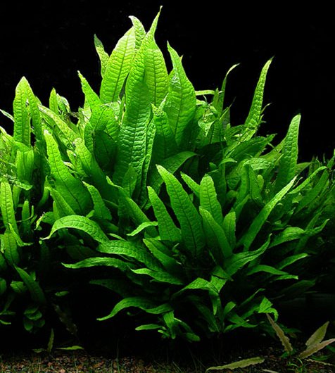 Java Fern Plant