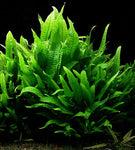Java Fern Plant
