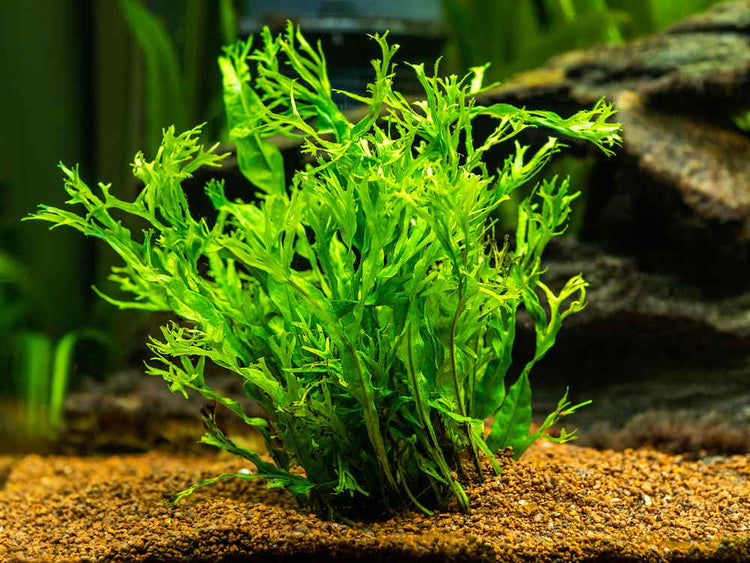 Java Fern Plant