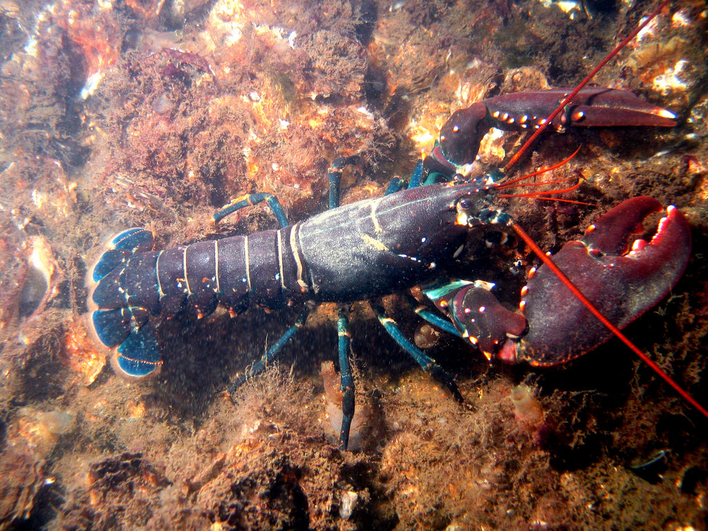 Orange Slipper Lobster - Small product photo 1
