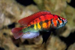 Kyoga Xyistichromis sp. Flameback Cichlid