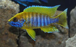 Lemon Jacobfreibergi Peacock Cichlid