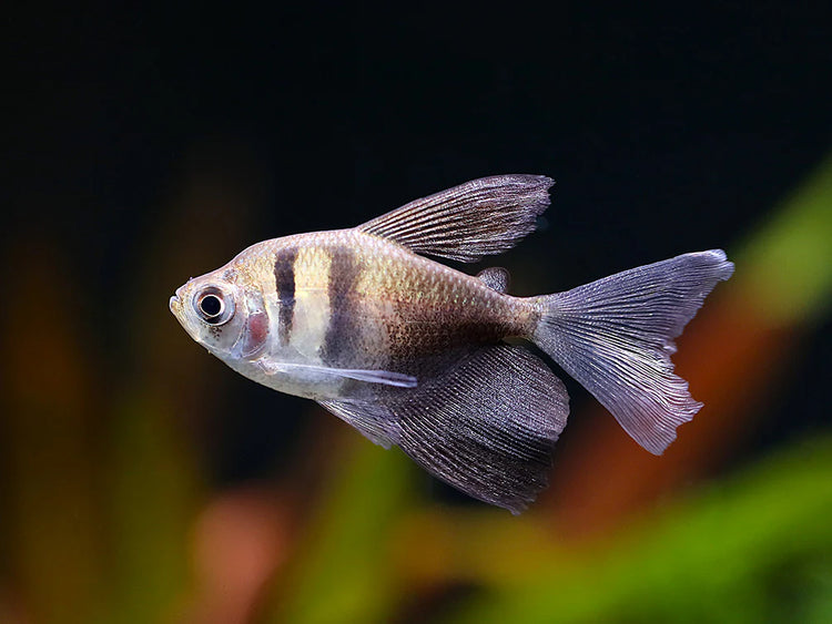 Longfin Black Skirt Tetra