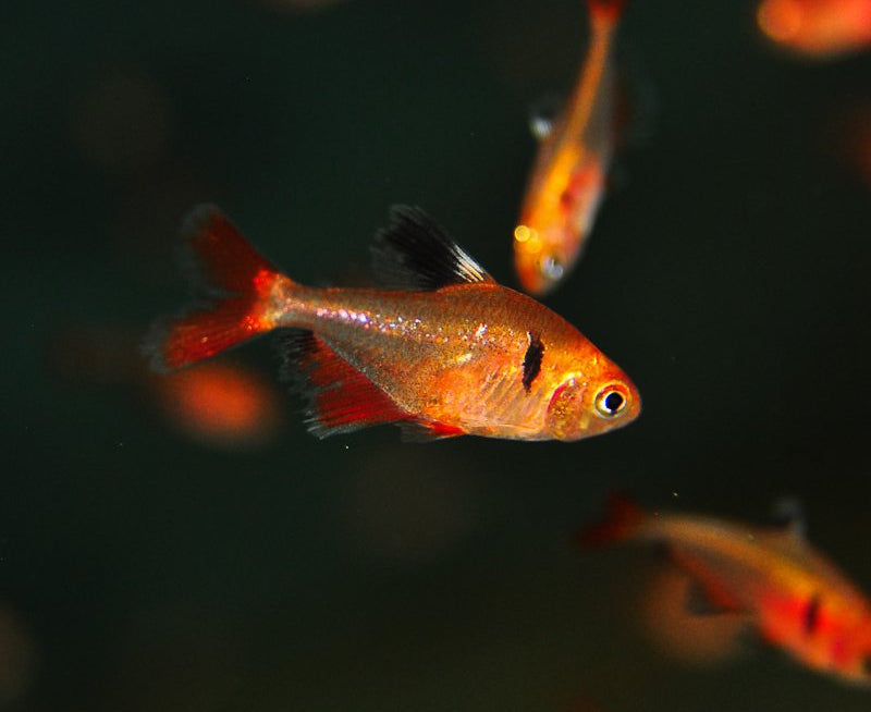 Longfin Serpae Tetra