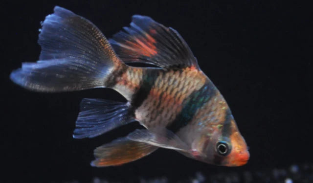 Longfin Tiger Barb