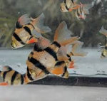 Longfin Tiger Barb