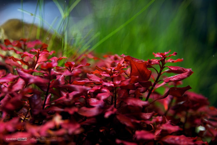 Ludwigia Dark Red Submerged Potted