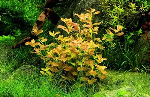 Ludwigia Ovalis Submerged Potted
