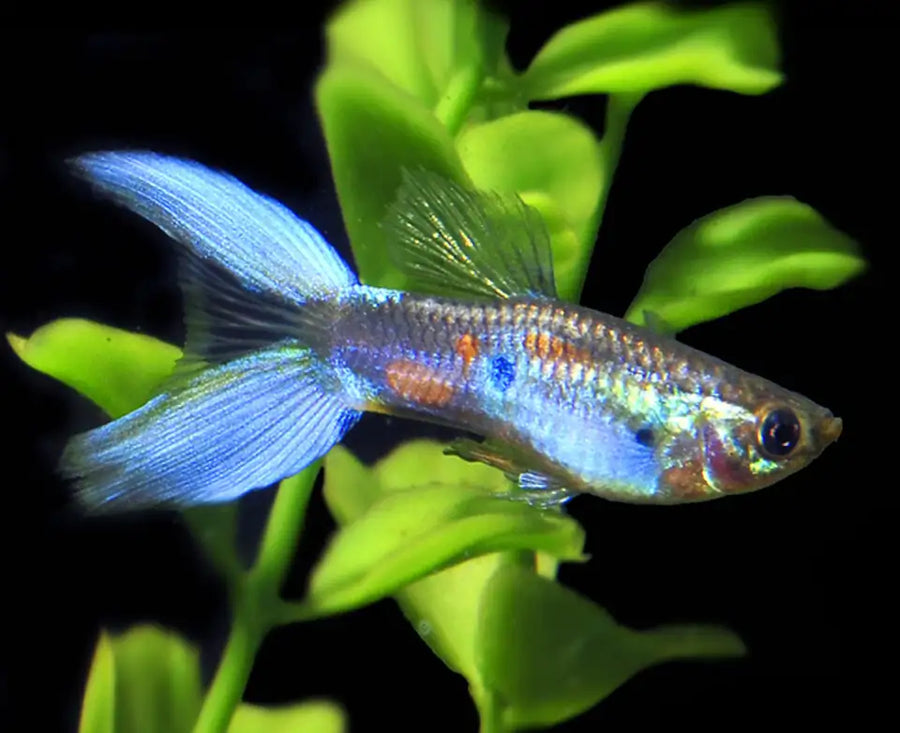 Lyretail Guppy Male