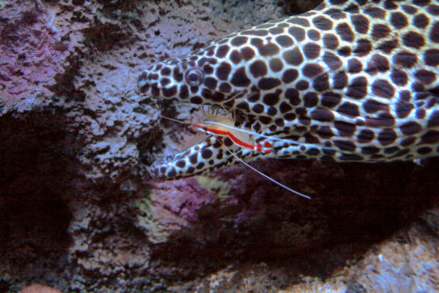 Aiptasia Eating Peppermint Shrimp