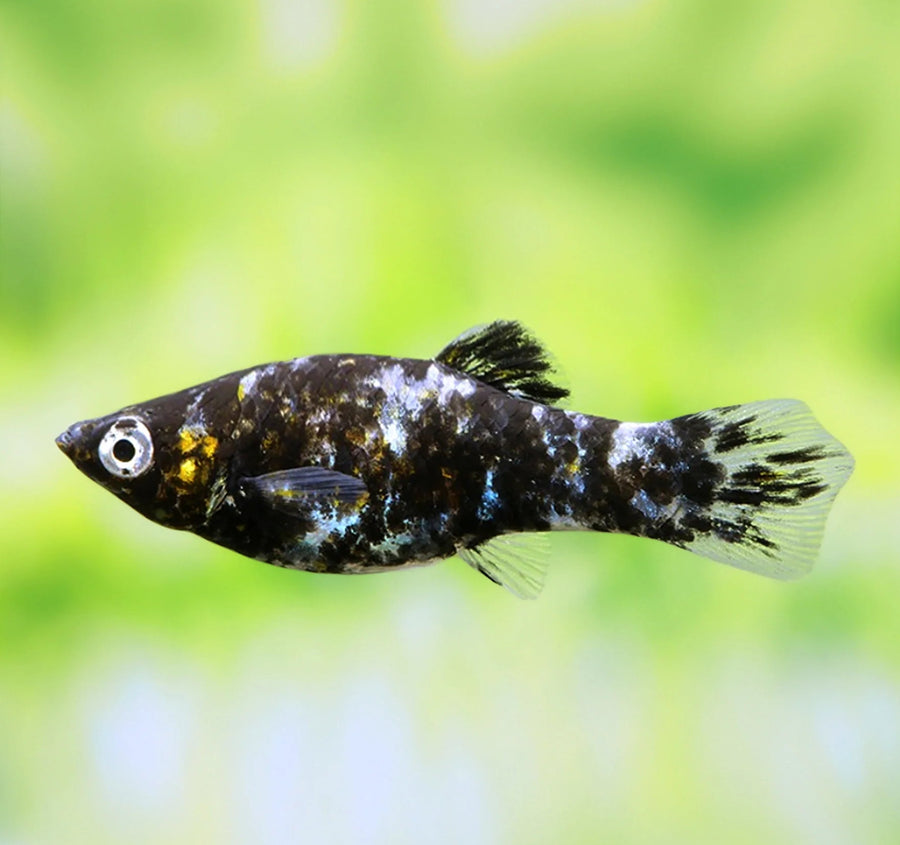 Marble Lyretail Molly