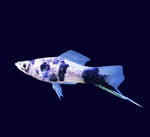 Marble Swordtail