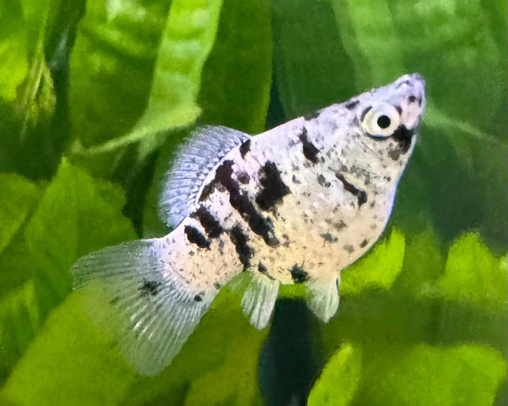 Marble Molly