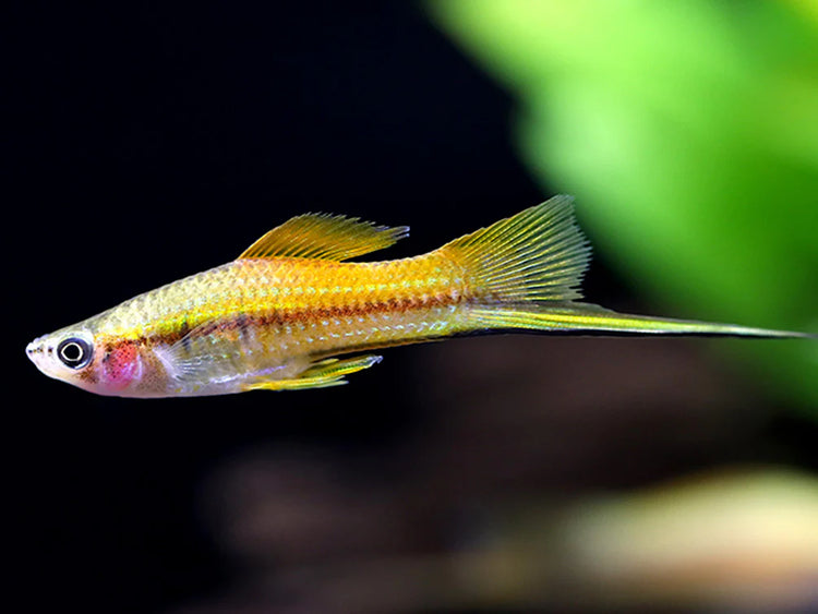 Marigold Twinbar Swordtail