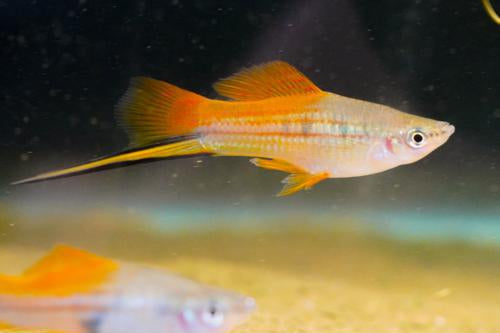 Marigold Swordtail