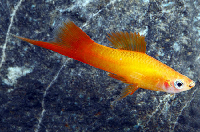Marigold Swordtail