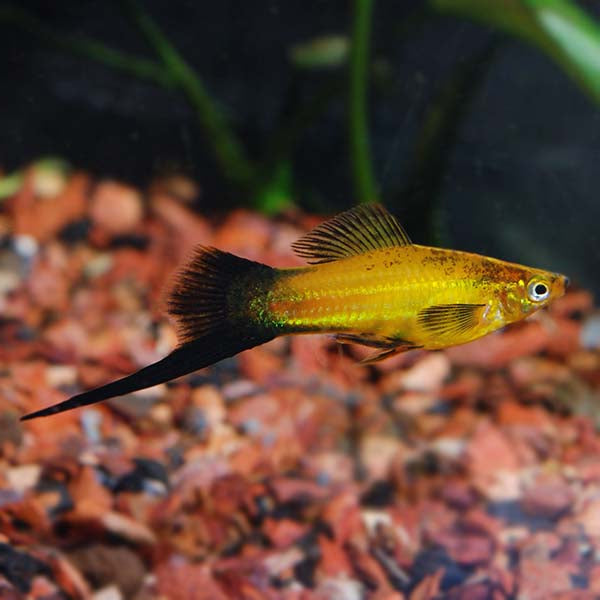 Marigold Wag Swordtail