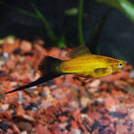 Marigold Wag Swordtail
