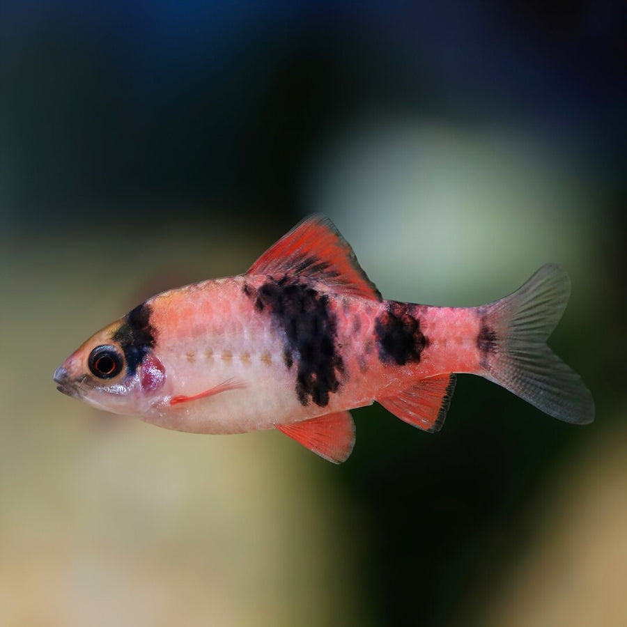 Melon Barb