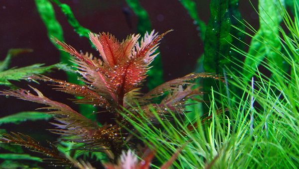 Mermaid Weed Plant Bunched