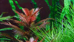 Mermaid Weed Plant Bunched
